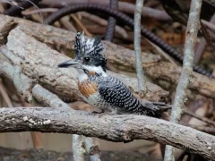 Crested kingfisher in Sichuan, China.