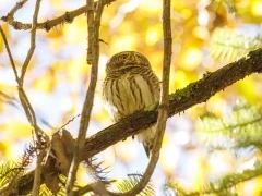 Eurasian pygmy owl in Sichuan, China.