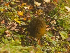Golden pheasant in Sichuan, China.