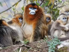 Golden snub-nosed monkey in Sichuan, China.