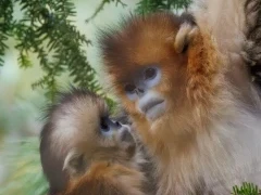Golden snub-nosed monkey in Sichuan, China.
