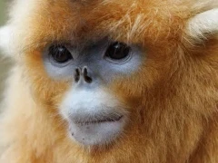 Golden snub-nosed monkey in Sichuan, China.