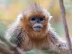 Golden snub-nosed monkey in Sichuan, China.