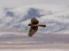 Juvenile hen harrier in Sichuan, China.