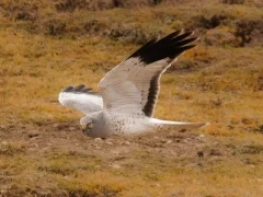 Hen harrier in Sichuan, China.