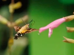 Hummingbird hawk moth in Sichuan, China.