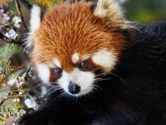 Red panda in Sichuan, China.