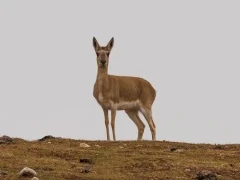 Mongolian gazelle in Sichuan, China.