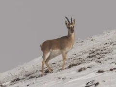 Mongolian gazelle in Sichuan, China.