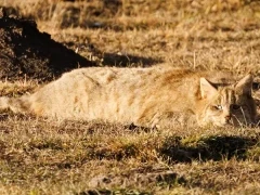 Chinese mountain cat in Sichuan, China.