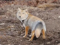 Tibetan fox in Sichuan, China.