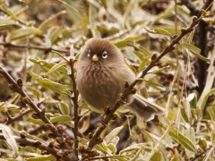 Spectacled parrotbill in Sichuan, China.