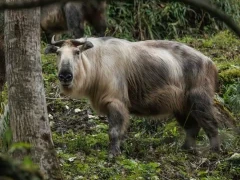 Takin in Sichuan, China.