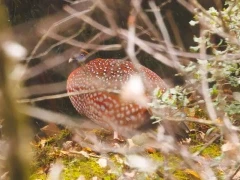 Temminck's tragopan in Sichuan, China.