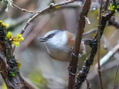 White-browed tit warbler in Sichuan, China.