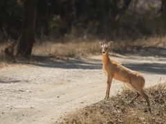 Chinkara in Bori Wildlife Sanctuary, India.