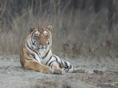 Tiger in Bori Wildlife Sanctuary, India.