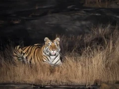 Tiger in Bori Wildlife Sanctuary, India.
