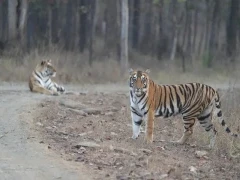Tiger in Bori Wildlife Sanctuary, India.