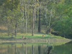 Tiger in Bori Wildlife Sanctuary, India.