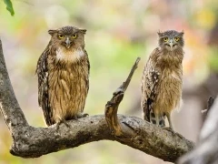Brown fish owl with chick, in India.