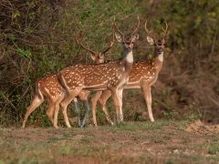 Chital in India