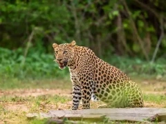 Leopard in India