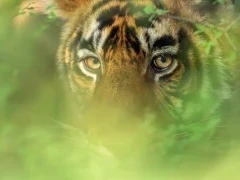 Close-up of a tiger, India.