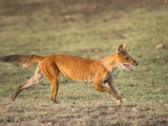 A dhole on a hunt, in Pench National Park, India.