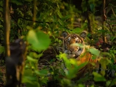 Tiger lying down in Dudhwa National Park, India.