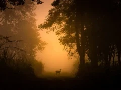 Spotted deer in the shadows of Dudhwa National Park, India.