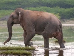 Elephant in the river, India.