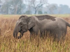 Elephant amongst the tall grass, India.