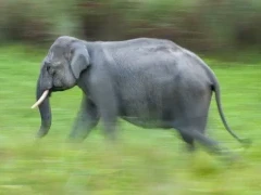 Asian elephant in India.