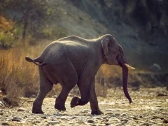 Elephant running, in India.