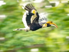 Great hornbill in India.