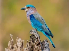Indian roller