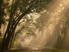 Light streaming through the forest of Corbett National Park.