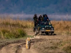 Female tiger walking along a track in Corbett National Park, India, with a safari vehicle following.