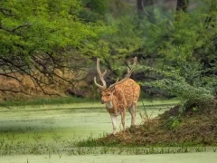 Chital in Keoladeo National Park, India
