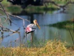 Painted stork in Keoladeo National Park, India