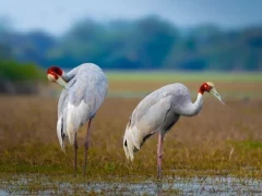 Sarus crane in Keoladeo National Park, India