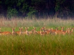 Deer herd in India.