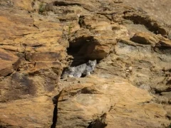 Pallas's cat & kitten in India