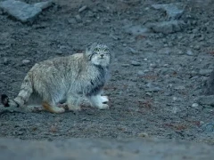 Pallas's cat in India