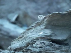 Pallas's cat in India