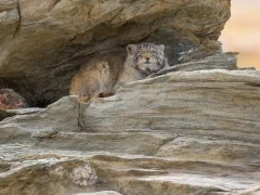 Pallas's cat in India