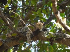 Leopard in India.