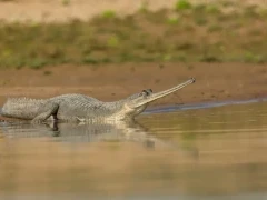 Gharial in National Chambal Sanctuary, India