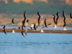 Indian skimmers in National Chambal Sanctuary, India